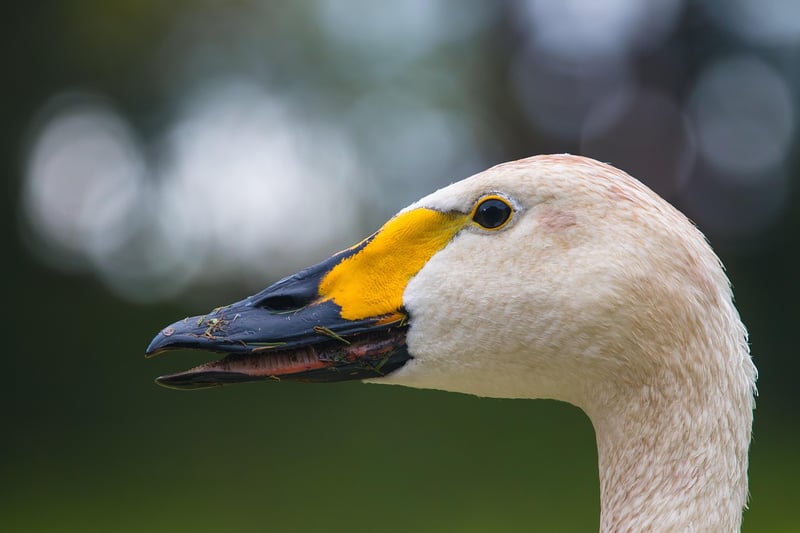 DIY Plastic Bottle Bird Feeder